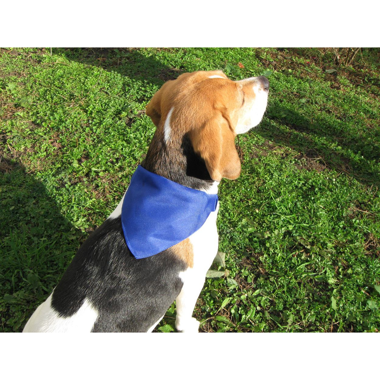Collare bandana blu regolabile in poliestere su un cane