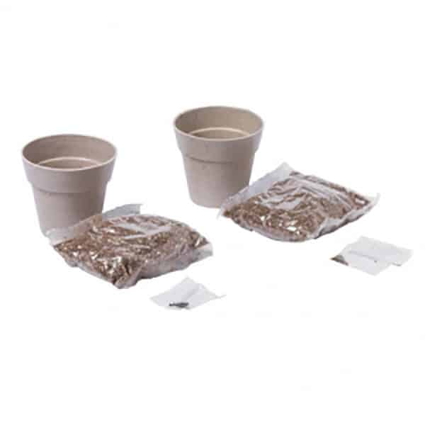 Due vasi biodegradabili compreso di semi di menta e prezzemolo