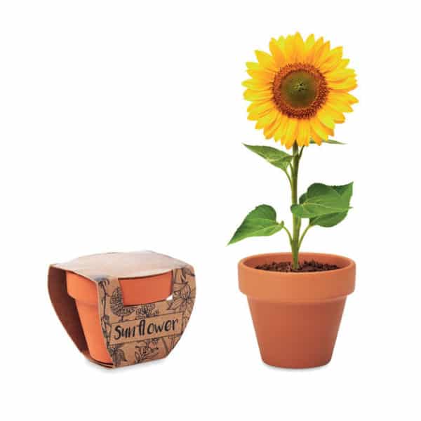 Vaso con fiore di girasole e vaso con confezione