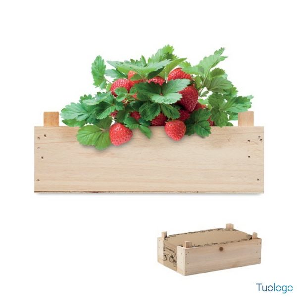 Cassa di legno con dentro piantina di fragole, su sfondo bianco