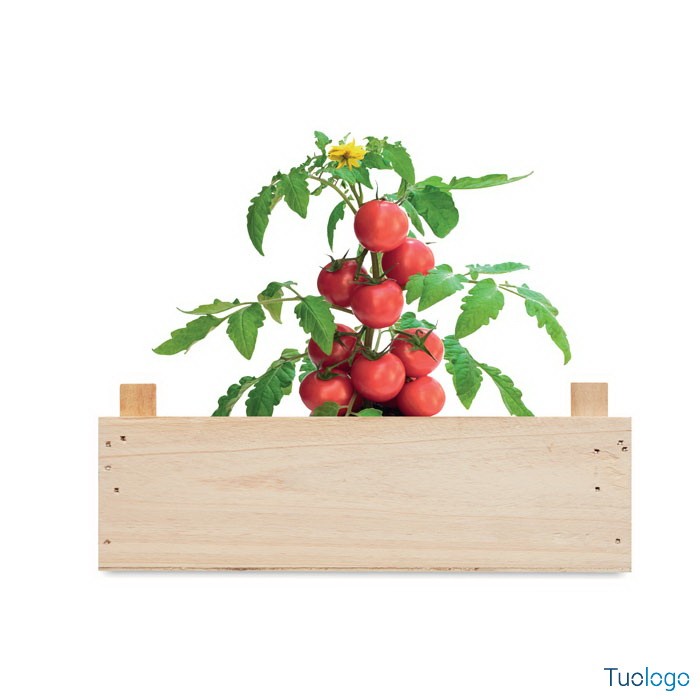 Cassa di legno con dentro piantina di pomodori, su sfondo bianco