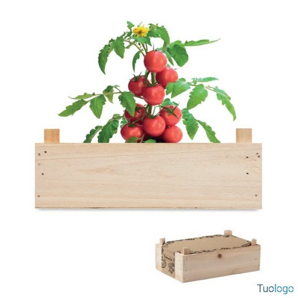 Cassa di legno con dentro piantina di pomodori, su sfondo bianco